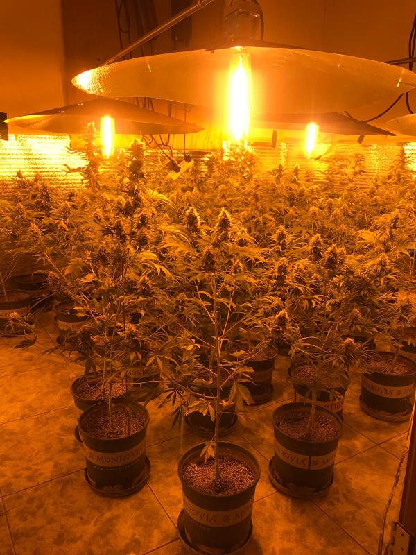 警方檢獲總值約3500萬元大麻植物及栽植工具(警方相片)
