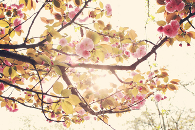 sakura_1.jpg