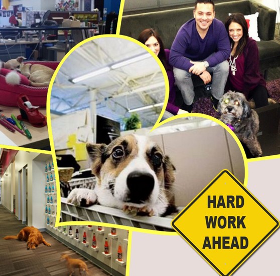 外國有公司允許員工帶寵物狗返工，研究指這有助提高員工的工作效率，你覺得呢？