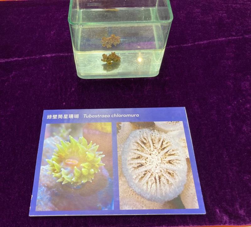 浸大生物系團隊發現三個石珊瑚新物種. 盛尉婷攝