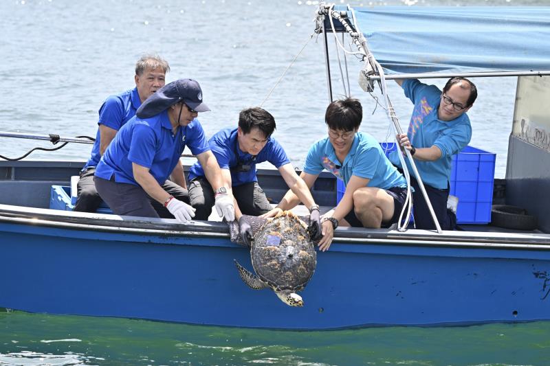 漁護署在香港南面水域將一隻玳瑁放歸大海。(圖片來源:政府新聞處)
