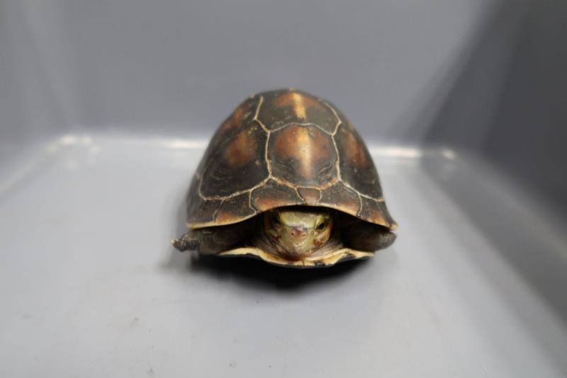 (海關提供圖片)