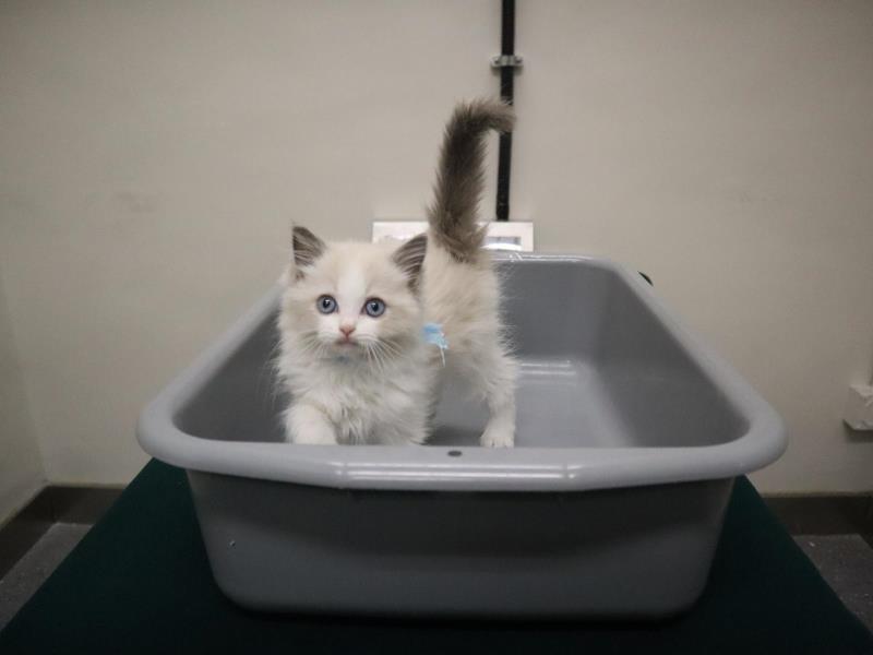 海關在文錦渡管制站截獲一隻懷疑非法進口幼貓，估計市值約一千元。(政府新聞處圖片)