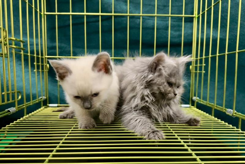 海關昨日在羅湖管制站檢獲兩隻懷疑非法進口貓，估計市值約3萬8000元。(政府新聞處圖片)