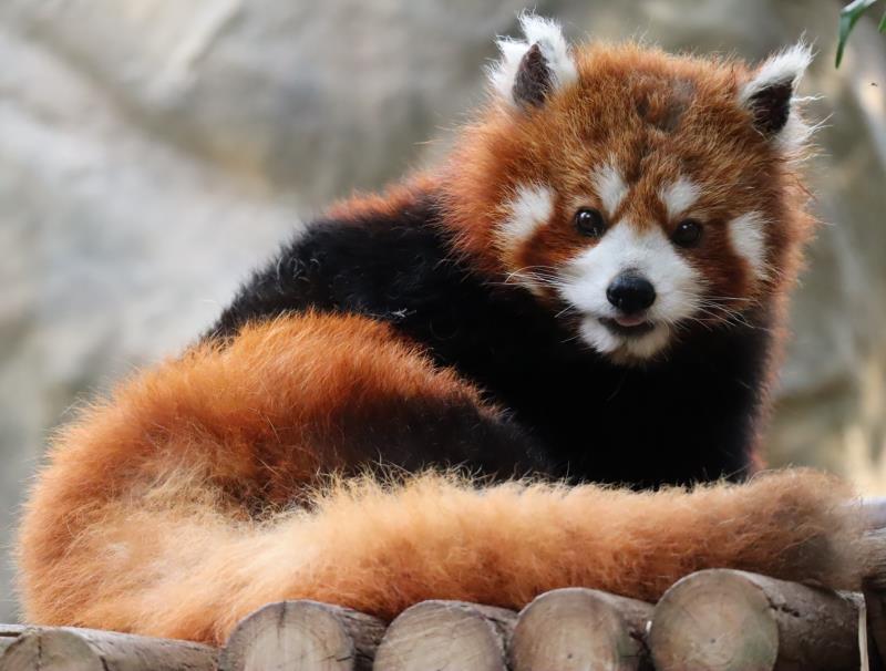 柔柔來自成都大熊貓繁育研究基地，2009年加入海洋公園，今日以17歲高齡離世。(海洋公園圖片)