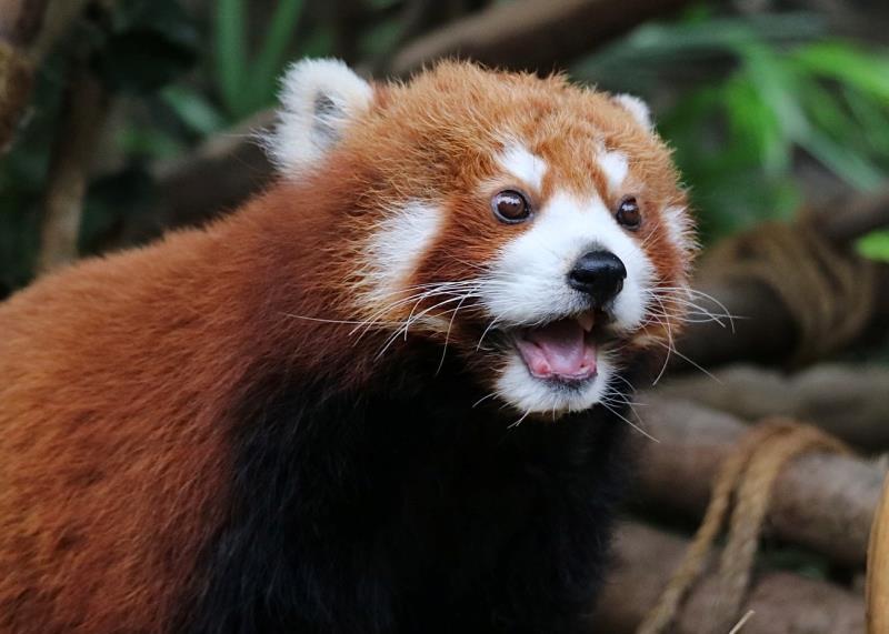 柔柔來自成都大熊貓繁育研究基地，2009年加入海洋公園，今日以17歲高齡離世。(海洋公園圖片)