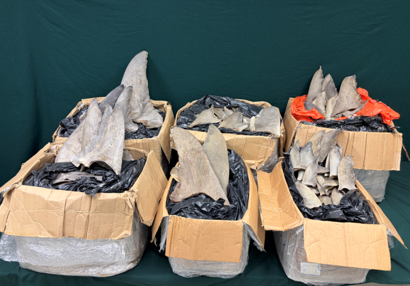 機場海關人員檢獲約值28萬受管的乾魚翅。(新聞處圖片)