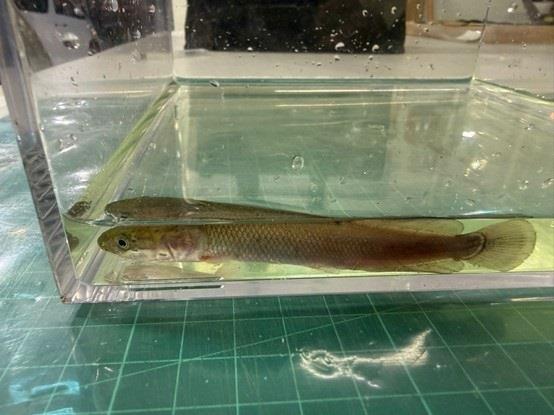 圖示其中一條懷疑受管制屬瀕危物種的活生巨骨舌魚。新聞處提供。