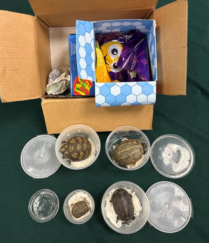 圖示檢獲的部分懷疑受管制屬瀕危物種的活龜。新聞處提供。