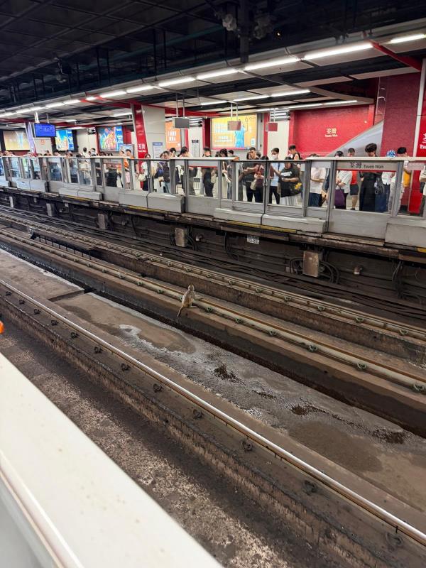 有猴子進入港鐵荃灣站路軌範圍，荃灣綫服務需要調整。港鐵提供。