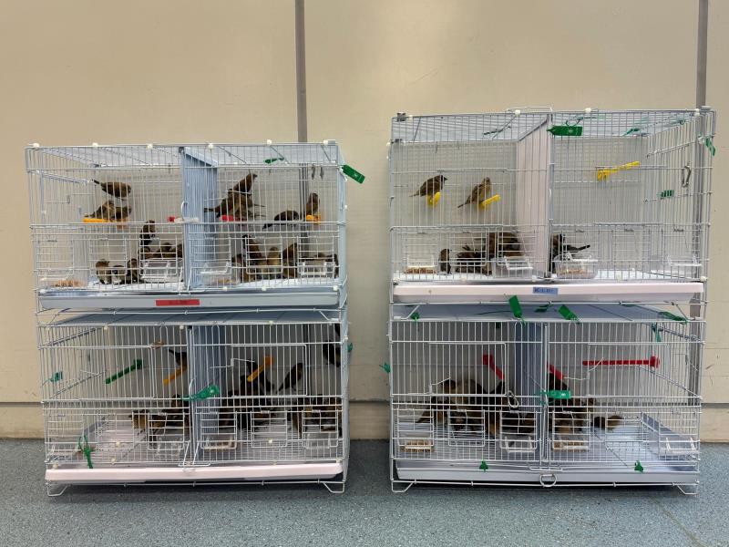 海關羅湖偵破兩宗懷疑非法進口活雀鳥案，檢獲200隻懷疑非法進口活雀鳥，估計市值約兩萬元。(政府新聞處圖片)