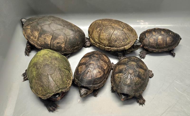 海關在機場檢獲6隻懷疑受管制屬瀕危物種的活龜。 (圖片來源：政府新聞處)