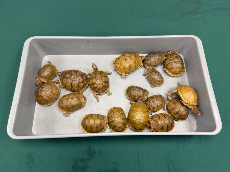 海關檢獲的17隻懷疑受管制屬瀕危物種活龜。