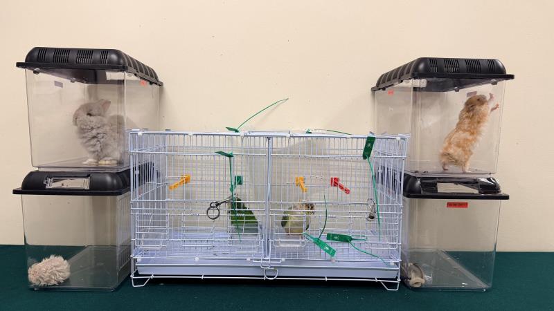 海關檢獲的6隻懷疑非法進口動物。