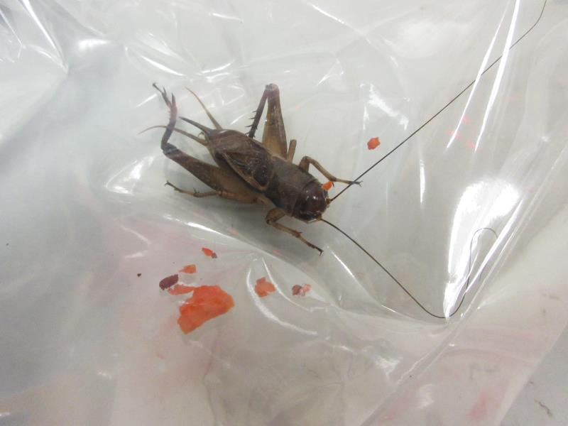 海關在羅湖偵破兩宗懷疑非法進口活體植物病害蟲，檢獲200隻活蟋蟀(圖) 及13公斤活體杜比亞蟑螂，估計市值共約五千九百元。(政府新聞處圖片)